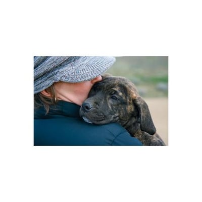 petstock animal supplies