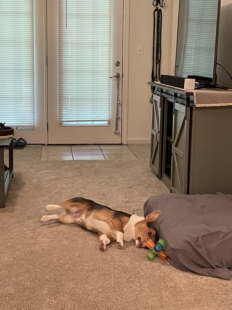 PAW DAZZLE PET BAKERY AND BOUTIQUE 23 Photos 615 E Moss Mill Rd