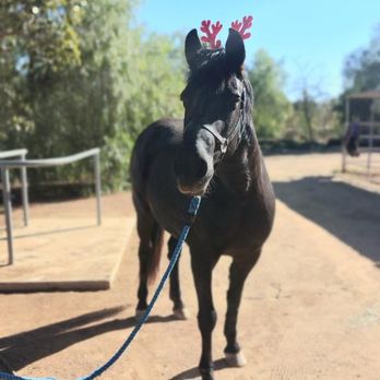 Pulliam Training Stables - Alexis has been good all year - Horseback Riding Near Me - Redlands, California Pulliam Training Stables - Alexis has been good all year - Horseback Riding Near Me - Redlands, California