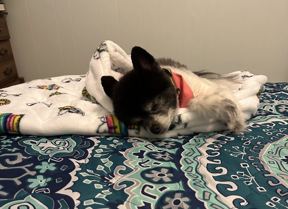 WAGNTONGUE DOITYOURSELF PET WASH & GROOMING Updated October 2024