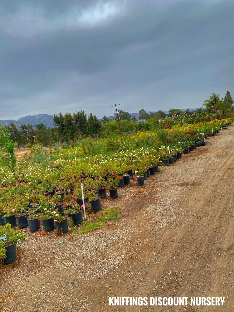 KNIFFING’S DISCOUNT NURSERIES Updated August 2024 76 Photos & 58