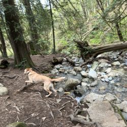 Adventures Unleashed  - My puppy Astrid. One happy doggo!!!