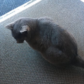 Cozy Mountain Motel - This beautiful kitty wanted to spend the night in our room. - Hotels Near Me - Austin, Nevada Cozy Mountain Motel - This beautiful kitty wanted to spend the night in our room. - Hotels Near Me - Austin, Nevada