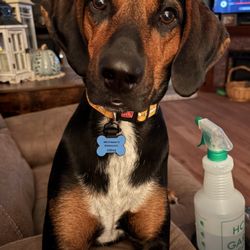 Dog Gone Good Dog Training - Sully