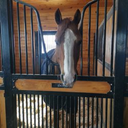 Top Rail Stables