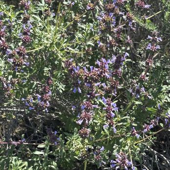 Dictionary Hill - Munz sage - Parks Near Me - Spring Valley, California