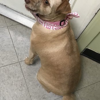 Scissors and Suds - Pet Groomers Near Me - San Antonio, Texas