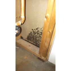 CLS Mold Testing