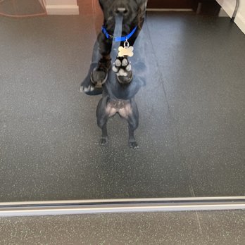 SBK Dog Club - Pet Groomers Near Me - Chicago, Illinois SBK Dog Club - Pet Groomers Near Me - Chicago, Illinois