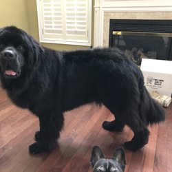 The Bone Natural Pet Boutique - Monty after his spa day. Forgive the amateur photography skills.