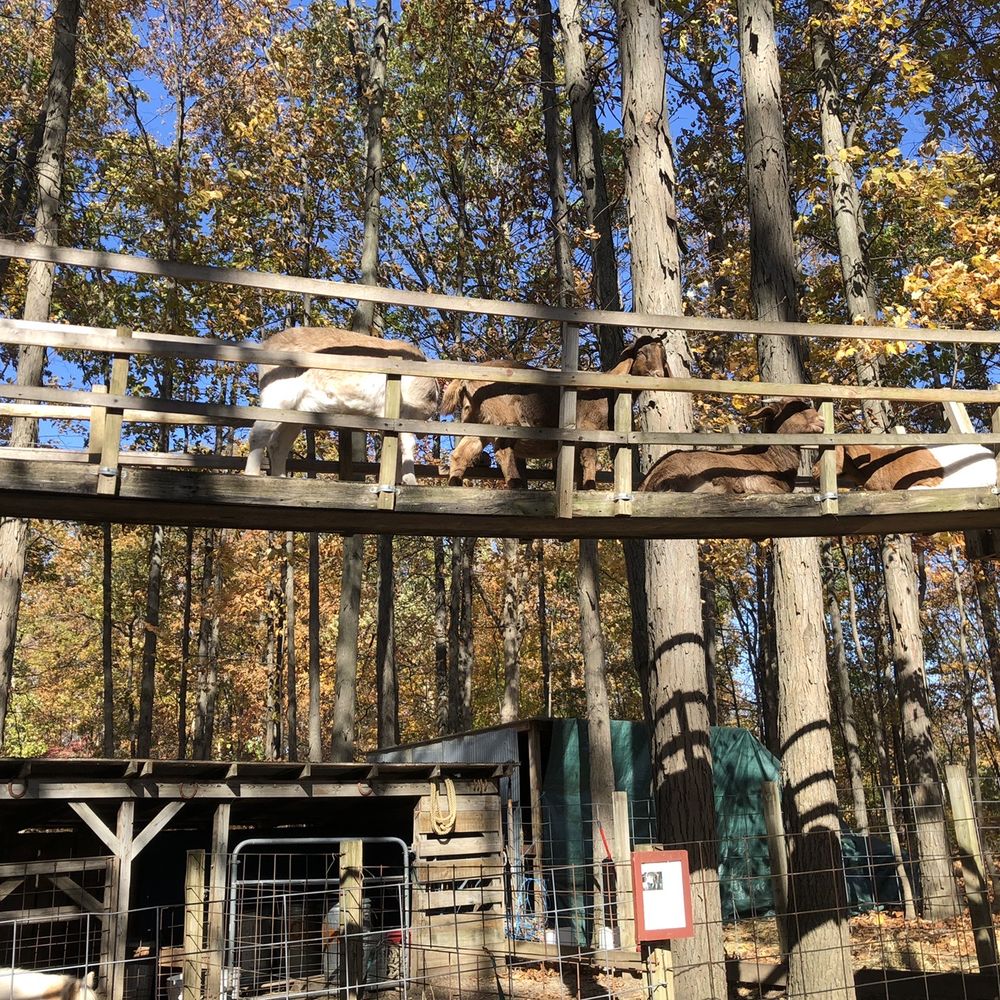 Goats overhead Goats overhead