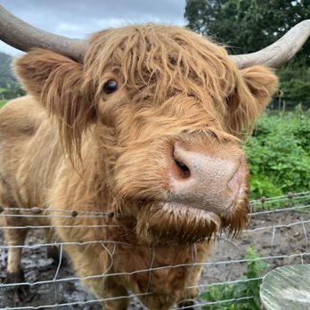 The Hairy Coo - Tours Near Me - Edinburgh, EDH