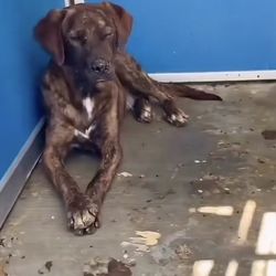 Apple Valley Animal Services Department - Hot box