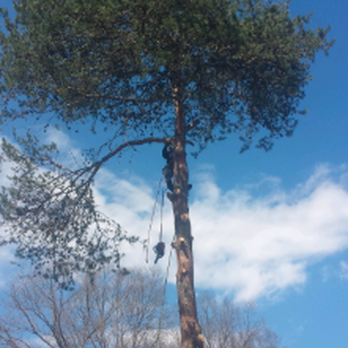 Mabe's Tree Service - Tree Services Near Me - Thomasville, North Carolina