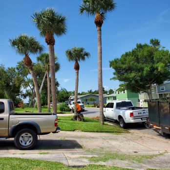 A&J Landscaping and Tree Service - Mowed and trimmed palm trees - Tree Services Near Me - Cocoa, Florida A&J Landscaping and Tree Service - Mowed and trimmed palm trees - Tree Services Near Me - Cocoa, Florida