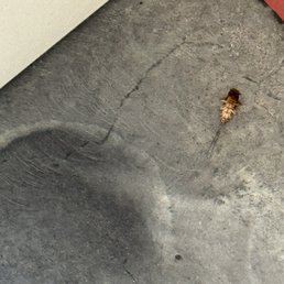 A roach A roach