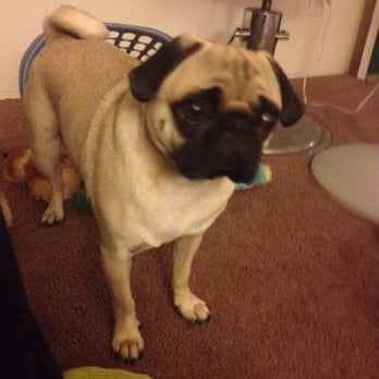 Pet Me Please - Our allergy prone pug, Louis! - Pet Stores Near Me - San Diego, California Pet Me Please - Our allergy prone pug, Louis! - Pet Stores Near Me - San Diego, California