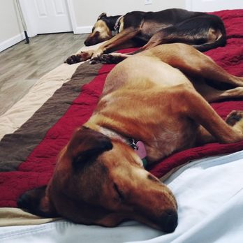 Island Pet Movers - #sohappywearetogether - Pet Transportation Near Me - Honolulu, Hawaii Island Pet Movers - #sohappywearetogether - Pet Transportation Near Me - Honolulu, Hawaii
