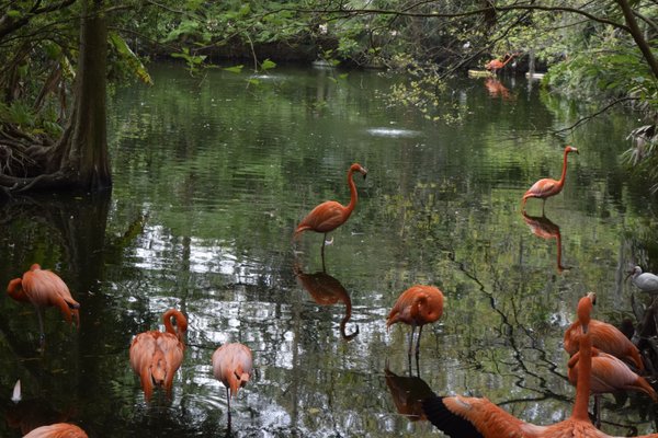 Jacksonville Zoo and Botanical Gardens by null