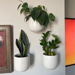 The Old Yew Plant Shop - Snake plant, zz plant, pothos