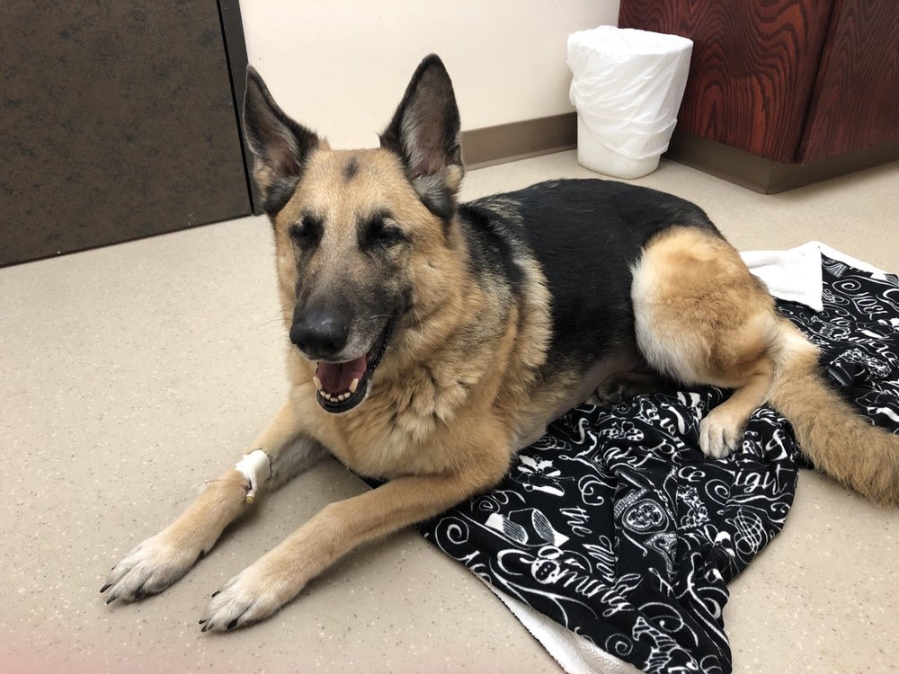 HEALTHY PAWS PET INSURANCE & FOUNDATION Austin, TX Yelp