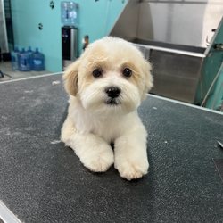 On The S'paw Pet Grooming salon - Milo the Cutie