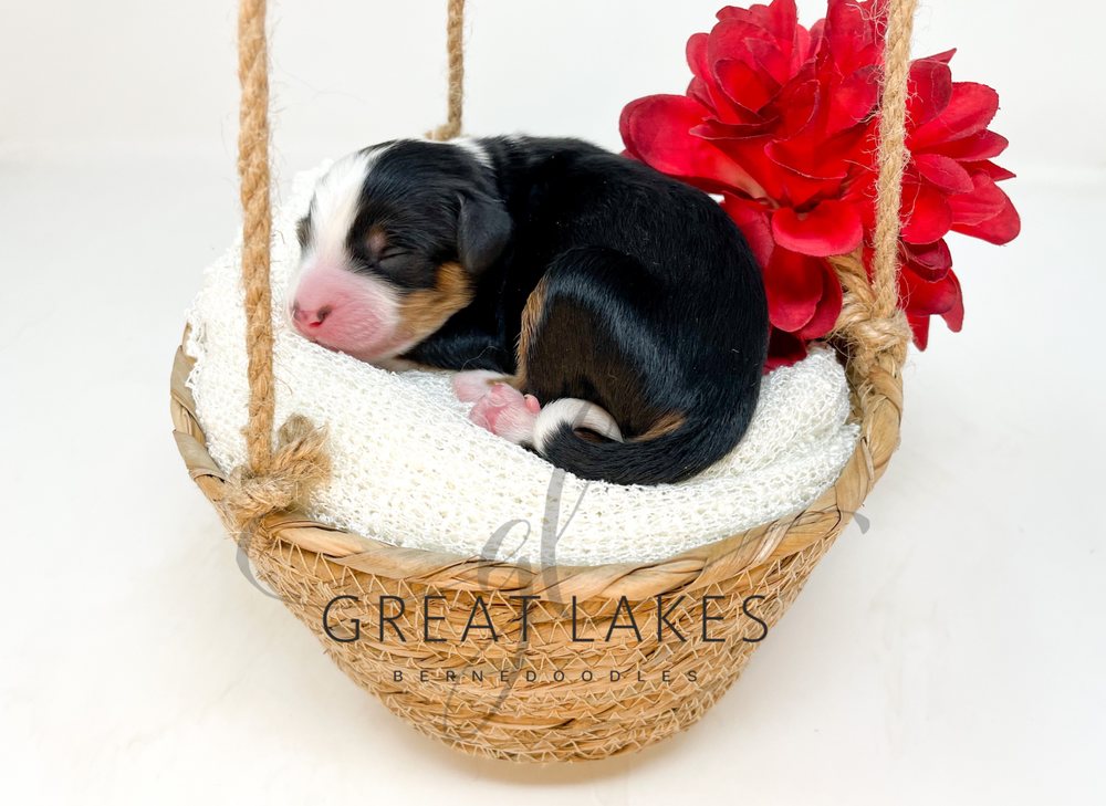 GREAT LAKES BERNEDOODLES Updated September 2024 10 Photos