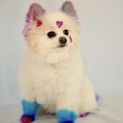 My Pet Garden - Valentine's Day photo shoot and dye job by our groomers