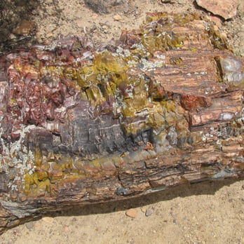 Escalante Petrified Forest State Park - Petrified wood! - Parks Near Me - Escalante, Utah