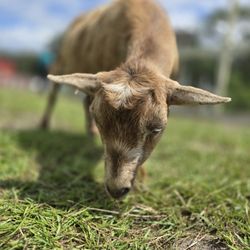 Raprager Family Farms - Goat that you can pet