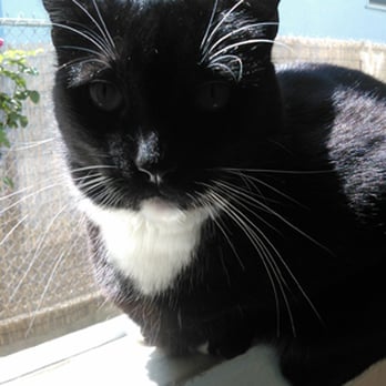 The Cat's Meow - Blackie, basking in the sunlight. - Pet Sitting Near Me The Cat's Meow - Blackie, basking in the sunlight. - Pet Sitting Near Me