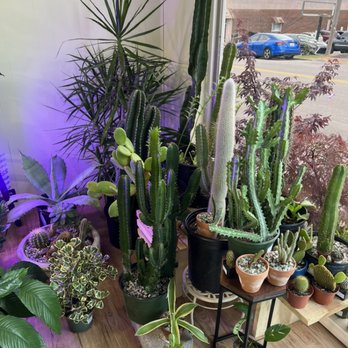 Gardens & Apothecary - Cacti and succulents at gardens apothecary co. - Herbal Shops Near Me - Springfield, Tennessee Gardens & Apothecary - Cacti and succulents at gardens apothecary co. - Herbal Shops Near Me - Springfield, Tennessee