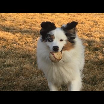 Paws 2 Groom - Clean dog - Pet Groomers Near Me - Longmont, Colorado Paws 2 Groom - Clean dog - Pet Groomers Near Me - Longmont, Colorado