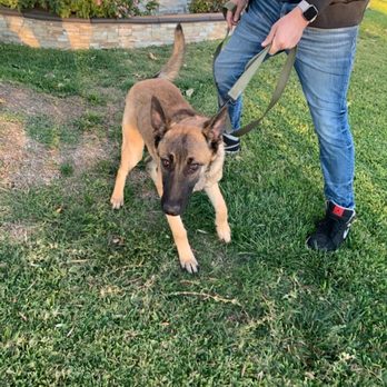 Paws On Doggy Daycare - Pet Boarding Near Me - Downey, California Paws On Doggy Daycare - Pet Boarding Near Me - Downey, California