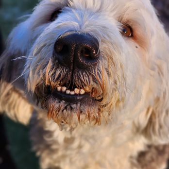 The Doggie Cottage - Pet Sitting Near Me - Gray, Maine