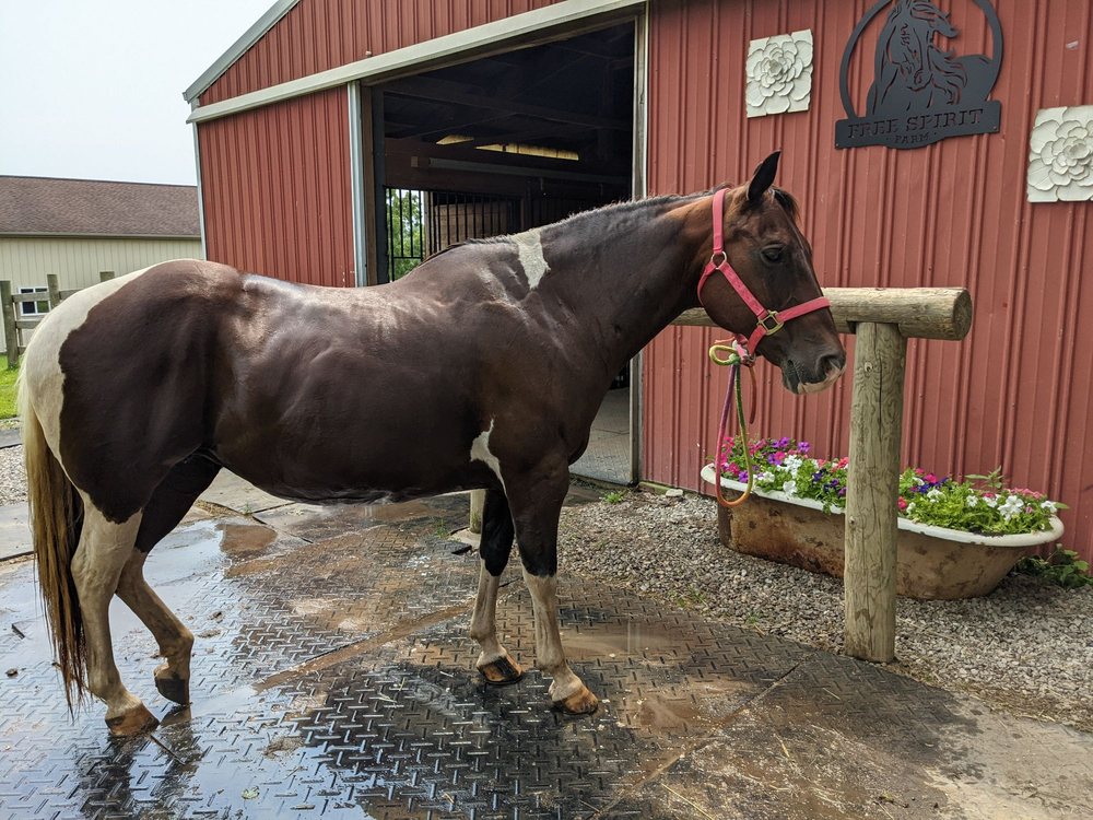 Free Spirit Farm - equestrian in Saline, MI