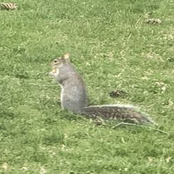 Walgreens - Squirrel