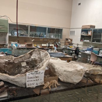 Kenosha Dinosaur Discovery Museum - Triceratops skull in lab - Museums Near Me - Kenosha, Wisconsin Kenosha Dinosaur Discovery Museum - Triceratops skull in lab - Museums Near Me - Kenosha, Wisconsin