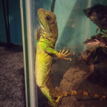 The Pet Stop - Before I dropped him off. - Pet Stores Near Me - Monroe, Washington The Pet Stop - Before I dropped him off. - Pet Stores Near Me - Monroe, Washington
