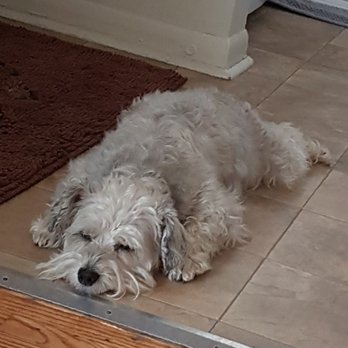 Wag 'n' Watch Pet Sitters - Dog Walkers Near Me - Burlington, Ontario Wag 'n' Watch Pet Sitters - Dog Walkers Near Me - Burlington, Ontario