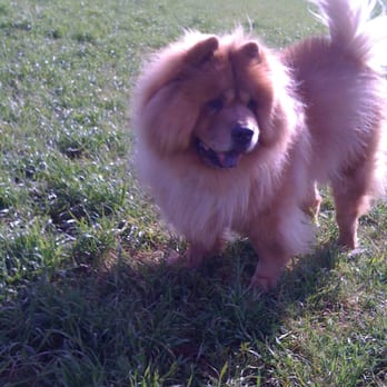 Rocky Memorial Dog Park - Happy Manny - Dog Parks Near Me - Petaluma, California Rocky Memorial Dog Park - Happy Manny - Dog Parks Near Me - Petaluma, California