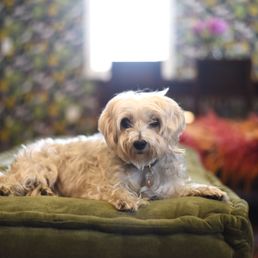 The hostel dog keeps watch The hostel dog keeps watch