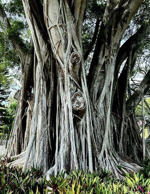 Naples Zoo at Caribbean Gardens by null