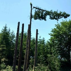 Bonnell Tree Technicians