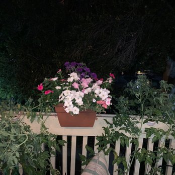 B's Pet & House Sitting - Our Patio Garden!! Better then we left it!! - Pet Sitting Near Me B's Pet & House Sitting - Our Patio Garden!! Better then we left it!! - Pet Sitting Near Me