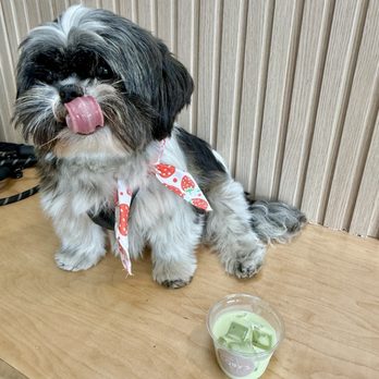 Coby’s Cafe - Doggy matcha was yummy - Themed Cafes Near Me - Seattle, Washington Coby’s Cafe - Doggy matcha was yummy - Themed Cafes Near Me - Seattle, Washington