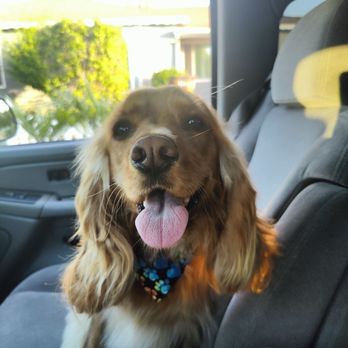 Lucky Dog Pet Grooming - Pet Groomers Near Me - Panorama, California Lucky Dog Pet Grooming - Pet Groomers Near Me - Panorama, California