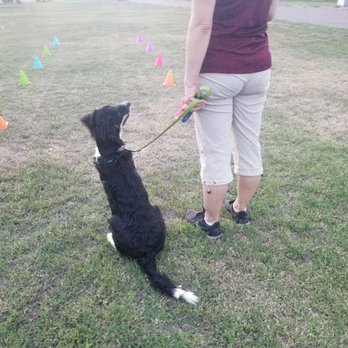 Embry Canine - The Parker's Border Collie mix puppy, Frankie, focusing in his heel - Pet Training Near Me