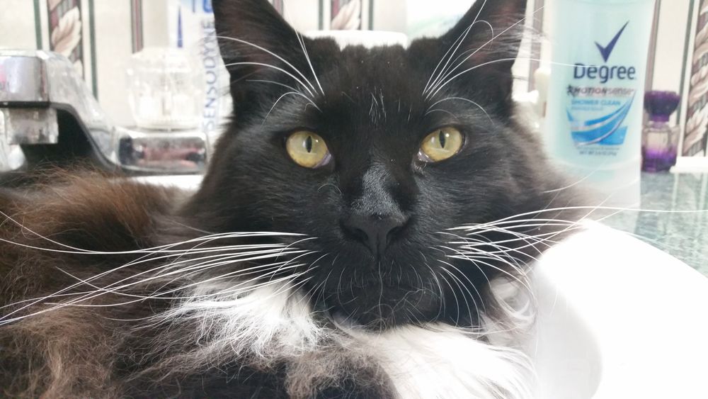 Mountain Fork Main Coon Cattery