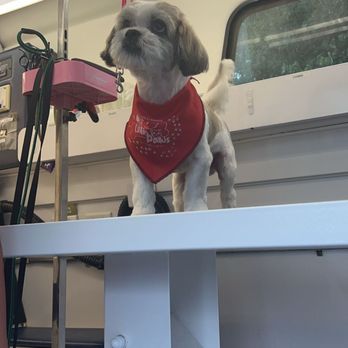 Latin Paws - Pet Groomers Near Me - Elizabeth, New Jersey Latin Paws - Pet Groomers Near Me - Elizabeth, New Jersey